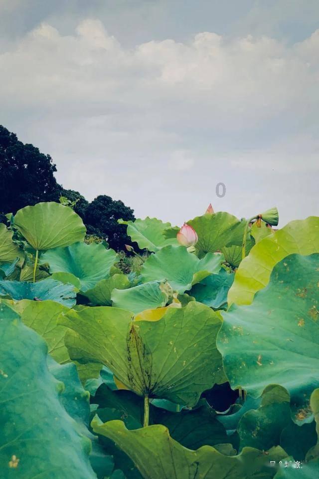 创作猫